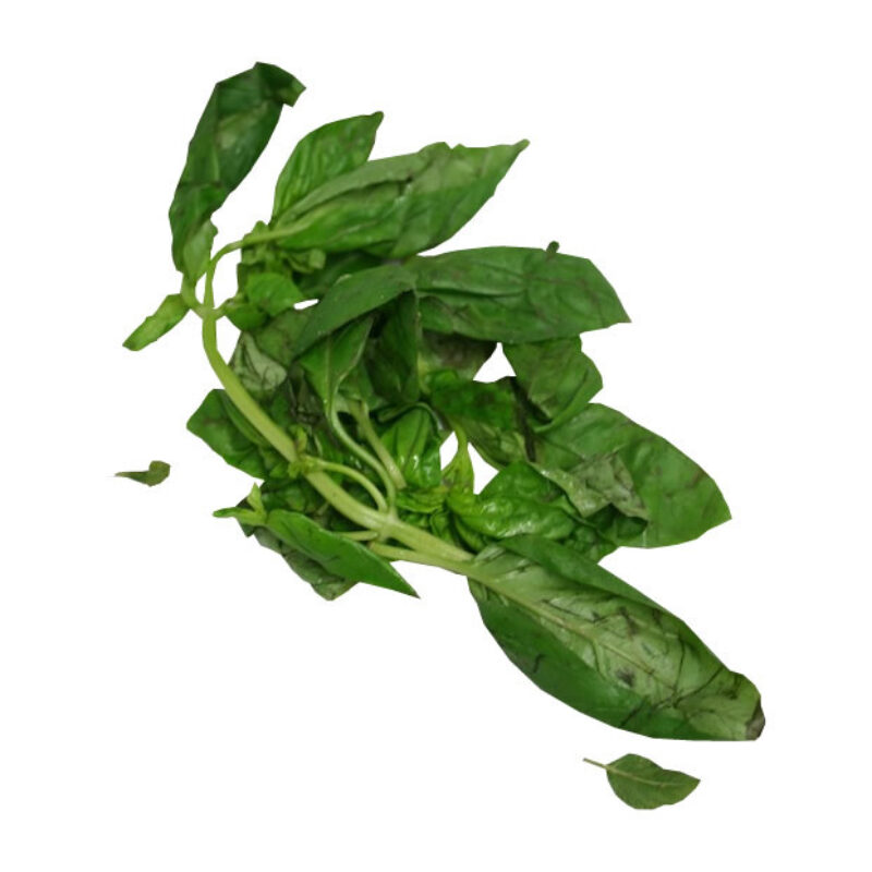 Anamu fresh herb 37773
