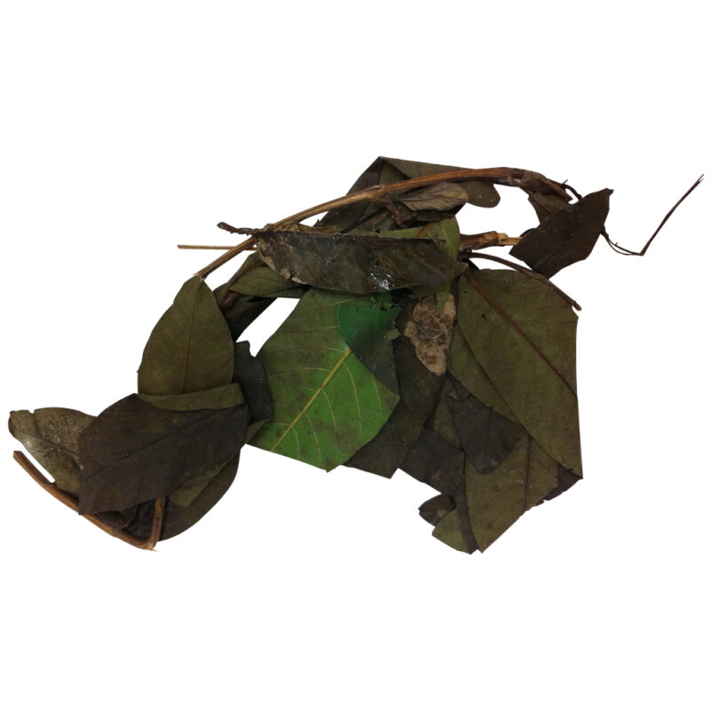 Guayaba fresh herb 29427