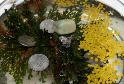 Rose of jericho plant luck abundance