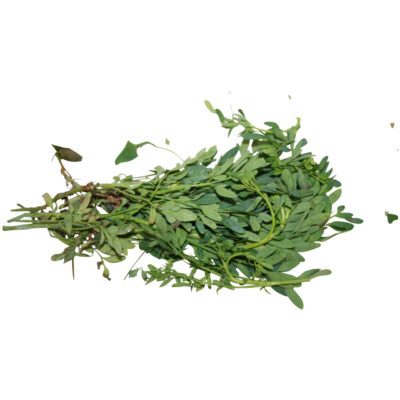 Rue Ruda Fresh Herb Plant