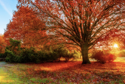 Screen Shot 2022 09 28 at 1 09 43 PM